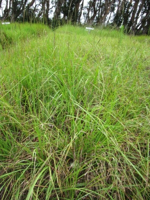 Paspalum notatum