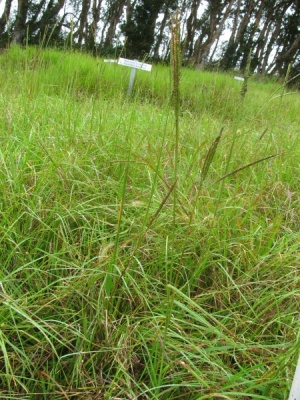 Paspalum notatum