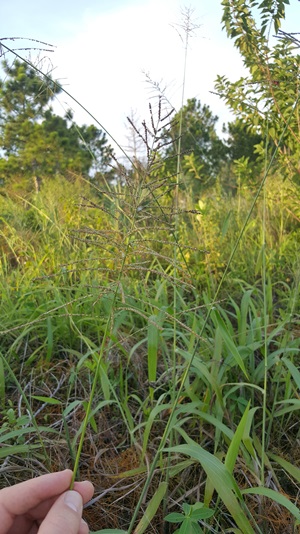 Paspalum paniculatum