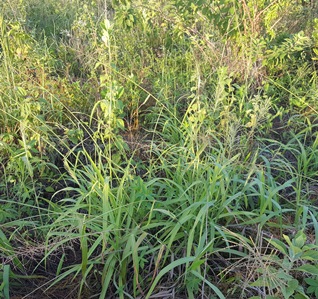 Paspalum paniculatum