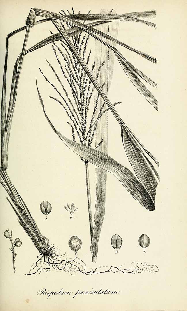 Paspalum paniculatum