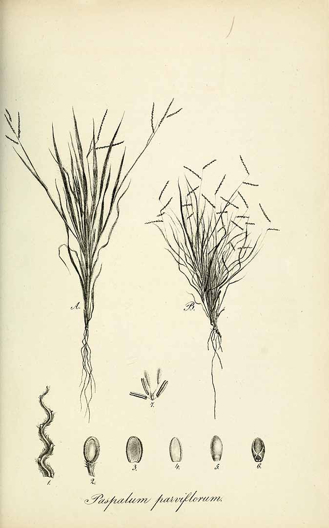 Paspalum parviflorum