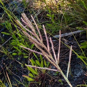 Paspalum arundinaceum