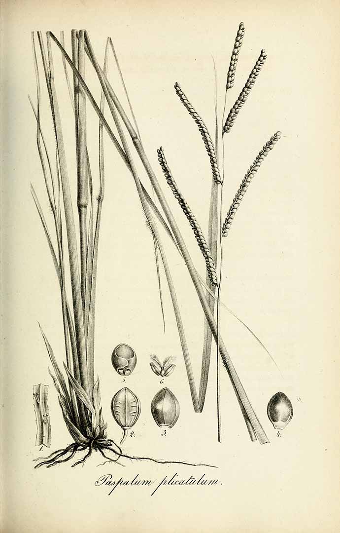 Paspalum plicatulum