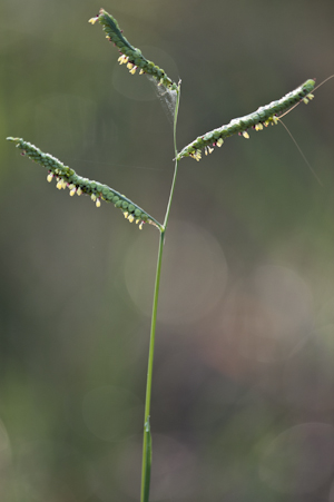 Paspalum praecox