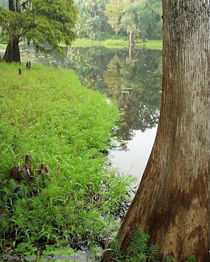 Paspalum repens