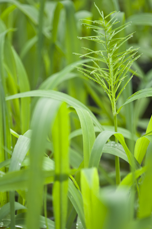 Paspalum repens