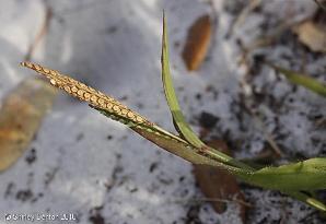 Paspalum setaceum