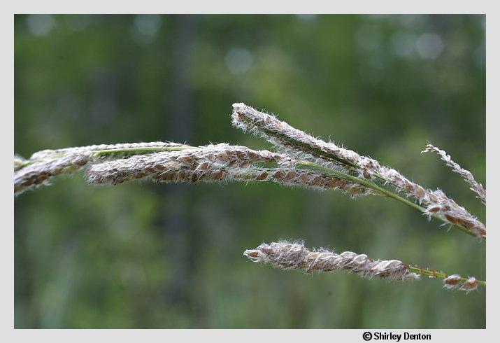 Paspalum urvillei