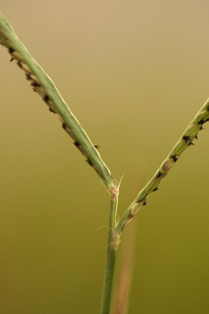 Paspalum vaginatum