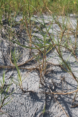 Paspalum vaginatum