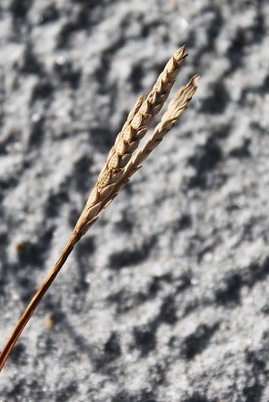 Paspalum vaginatum