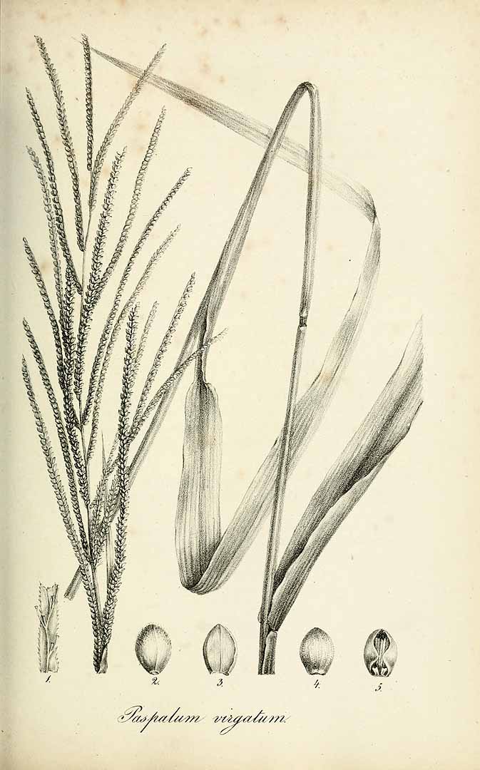 Paspalum virgatum