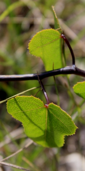 Passiflora bahamensis