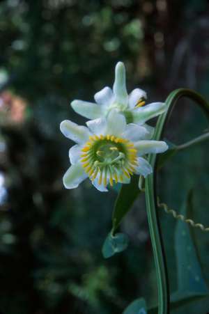 Passiflora biflora