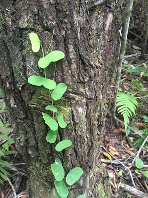 Passiflora biflora