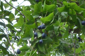 Passiflora biflora