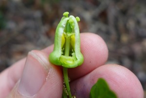 Passiflora biflora