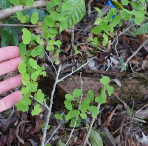 Passiflora biflora