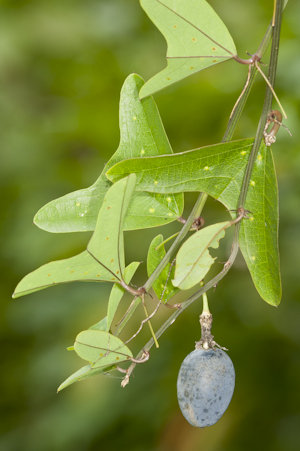 Passiflora biflora