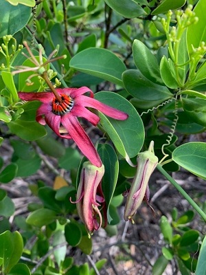 Passiflora cuprea