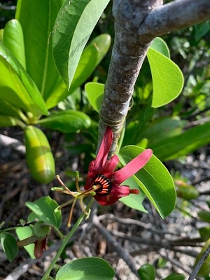 Passiflora cuprea