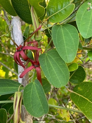 Passiflora cuprea