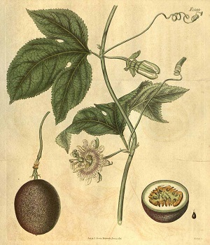 Passiflora edulis