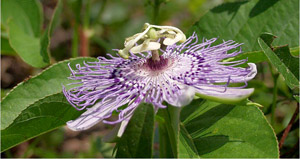 Passiflora incarnata