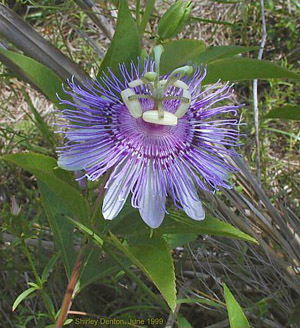 Passiflora incarnata