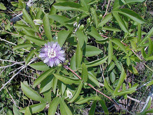 Passiflora incarnata