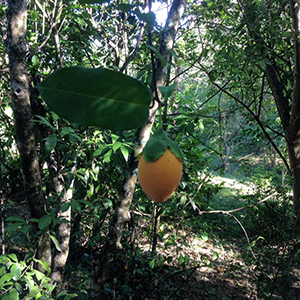 Passiflora laurifolia