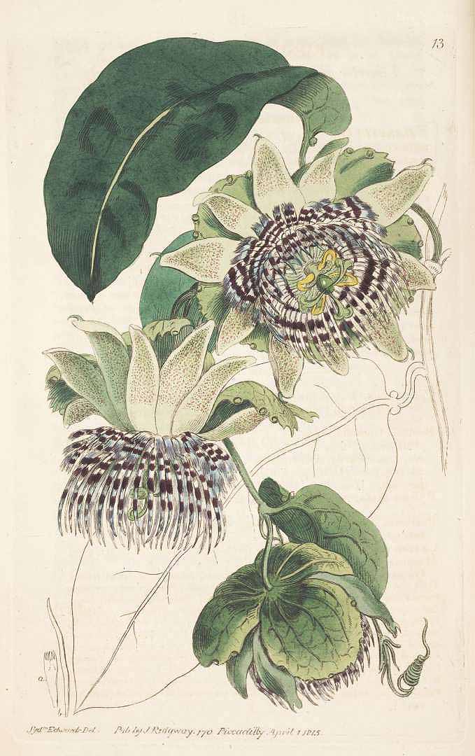 Passiflora laurifolia