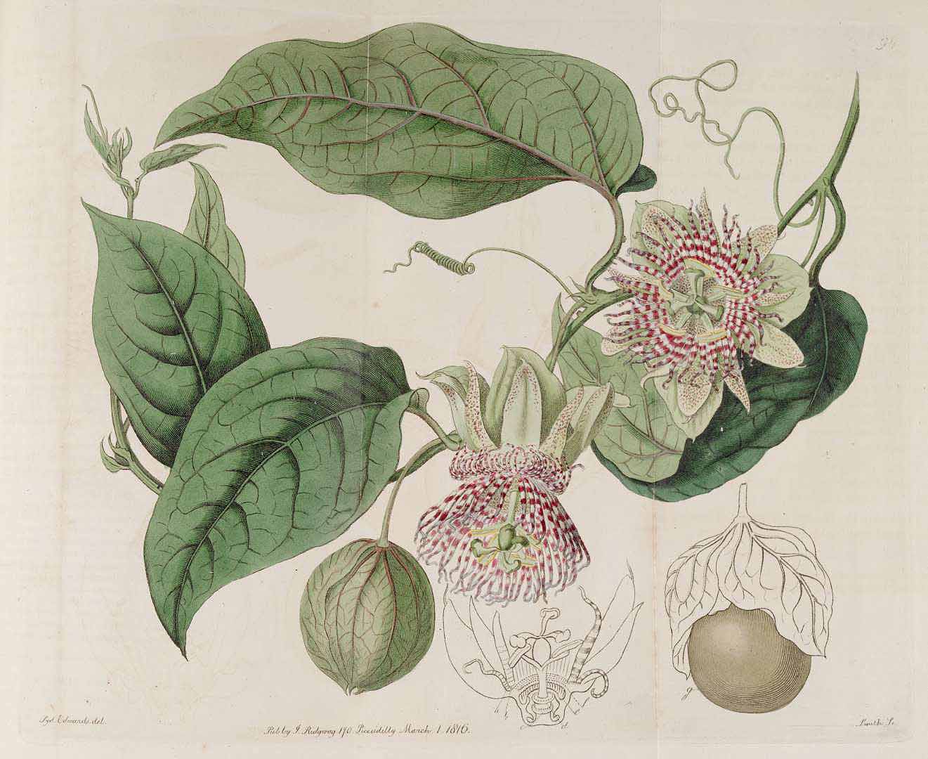 Passiflora maliformis