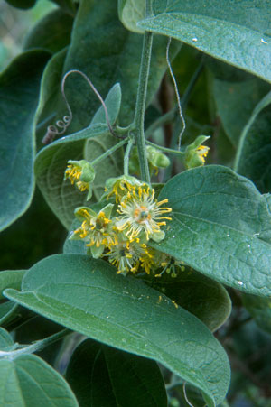 Passiflora multiflora