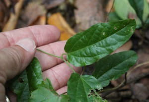 Passiflora multiflora