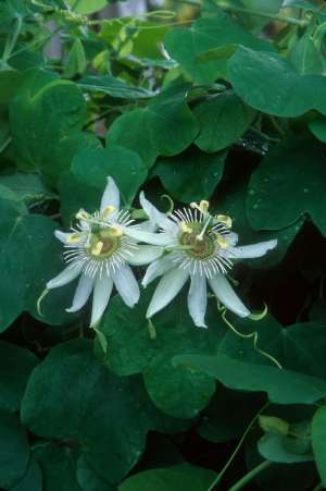 Passiflora pallens