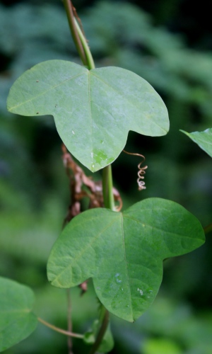 Passiflora pallens