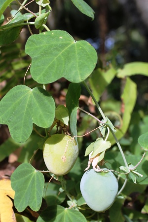 Passiflora pallens