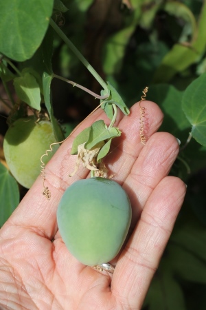 Passiflora pallens