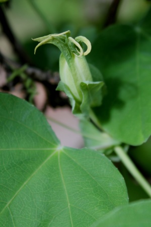 Passiflora pallens