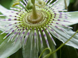 Passiflora pallens