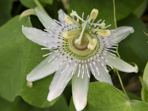 Passiflora pallens