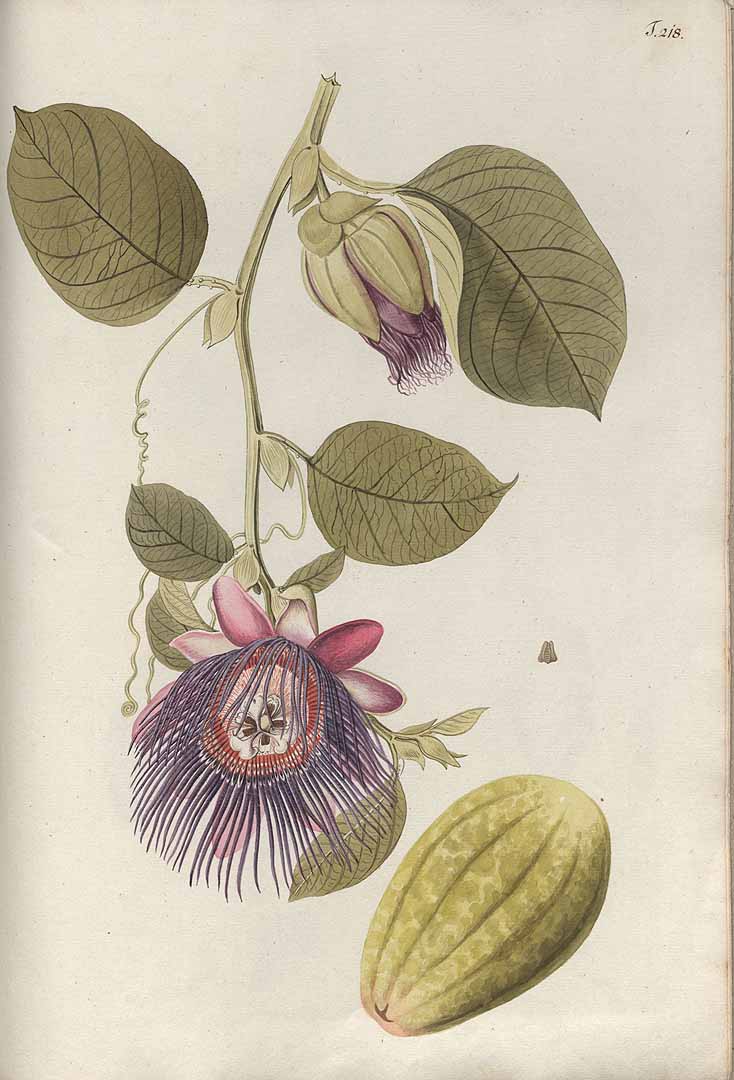 Passiflora quadrangularis