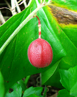 Passiflora rubra