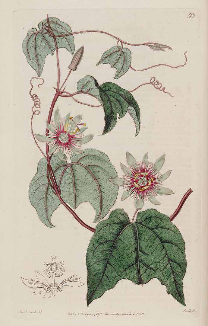 Passiflora rubra