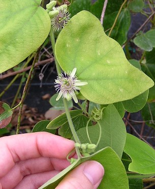 Passiflora sexflora