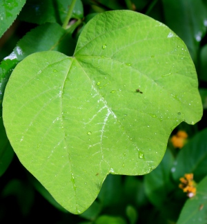 Passiflora sexflora