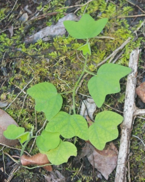 Passiflora sexflora