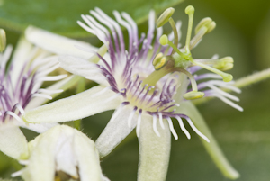 Passiflora sexflora